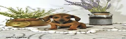 Miniature Dachshund dogs for sale: Tilly - Ad 4
