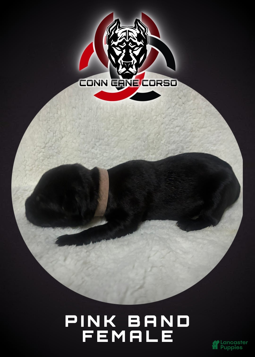 Cane Corso dogs Cane Corso Puppy 6 - Ad 19