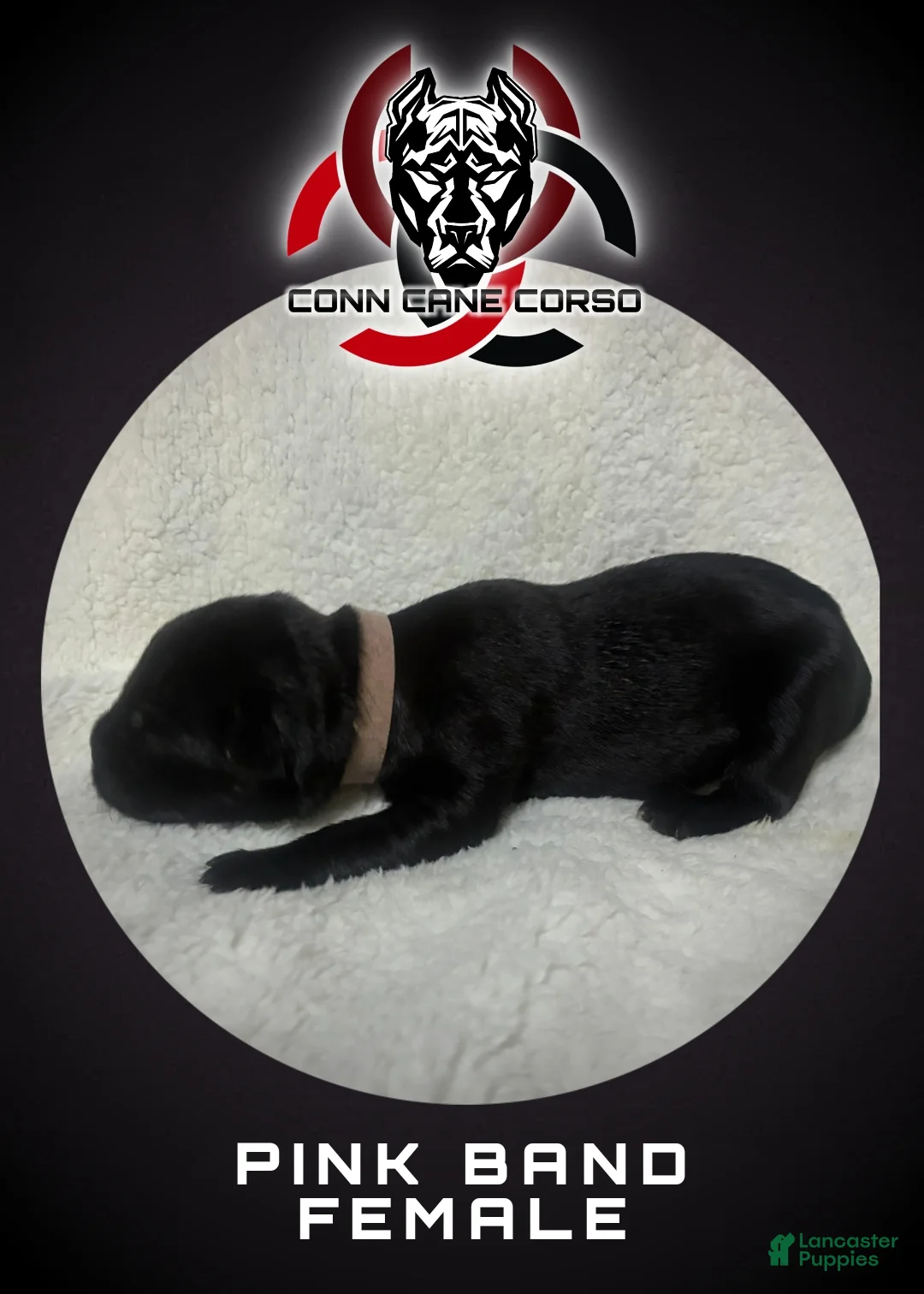 Cane Corso dogs for sale: Cane Corso Puppy 6 - Ad 1