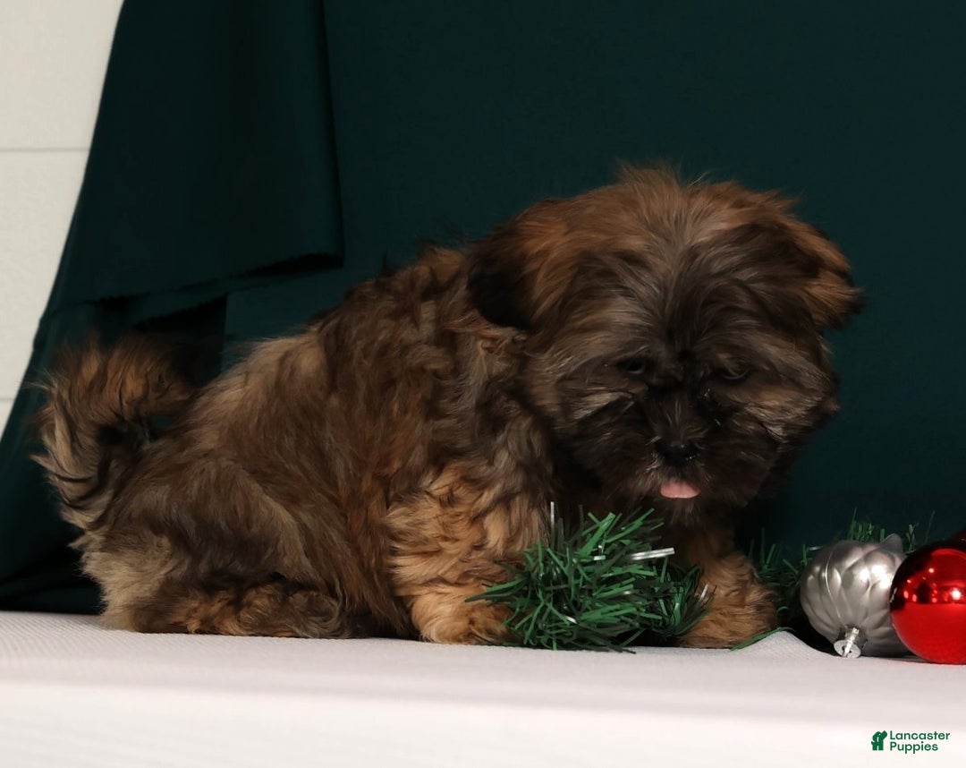 Teddy Bear dogs for sale: Comet - Ad 5