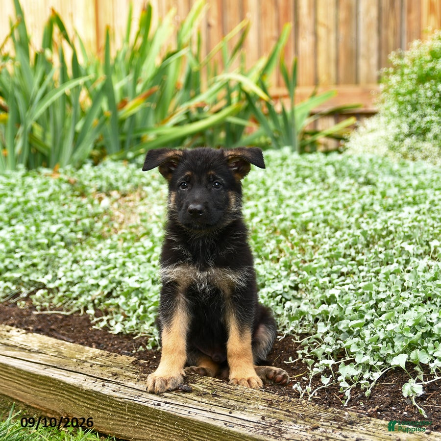 German Shepherd dogs Volvo - Ad 1