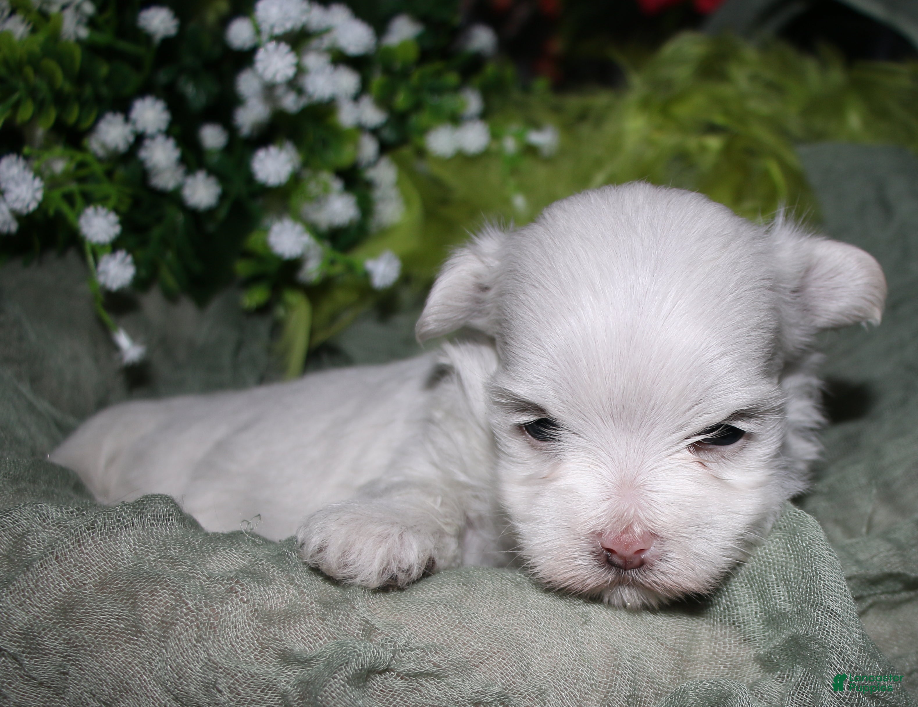 Maltese dogs for sale: Chester - Ad 4