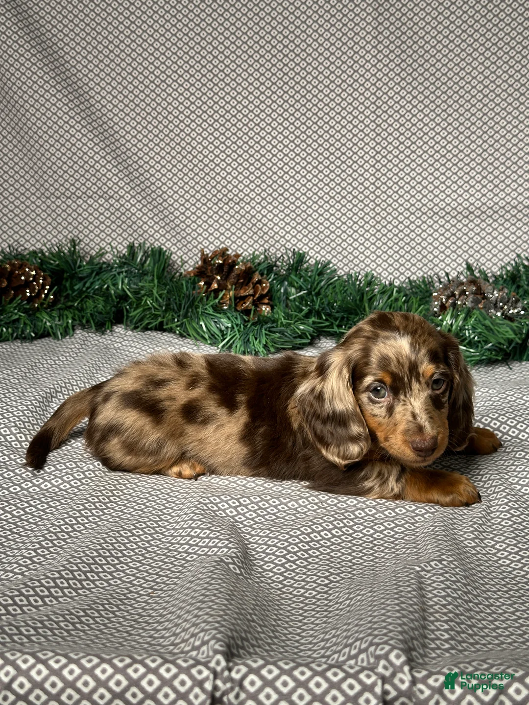 Miniature Dachshund dogs for sale: Zoey - Ad 5