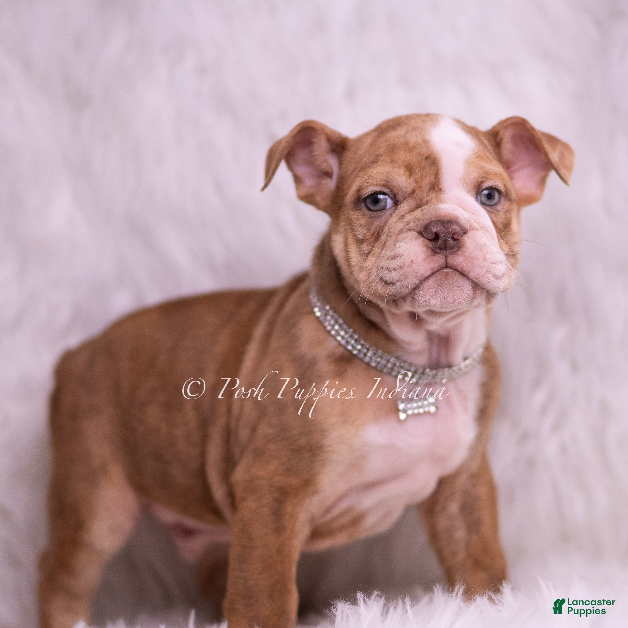 English Bulldog dogs Moose - Ad 1