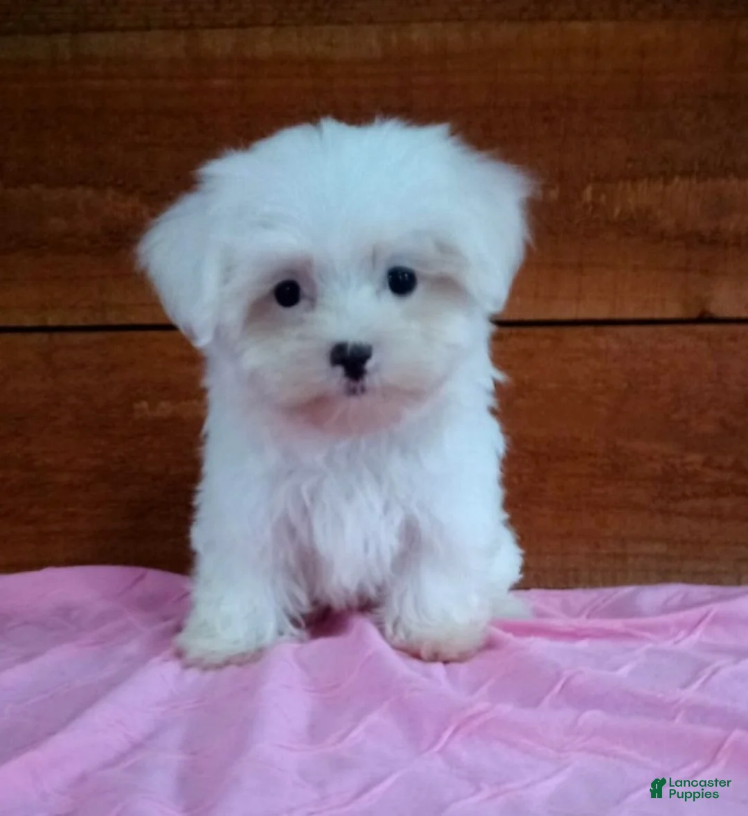 Maltese dogs for sale: Sadie - Ad 1