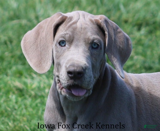Great Dane dogs Great Dane Puppy 2 - Ad 8