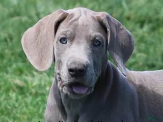 Great Dane dogs Great Dane Puppy 2 - Ad 8