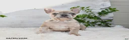 French Bulldog dogs for sale: Pixie - Ad 5
