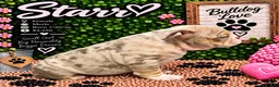 English Bulldog dogs for sale: Starr - Ad 4