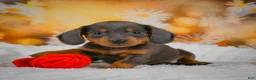 Miniature Dachshund dogs for sale: Dominic - Ad 6