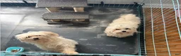 Maltese dogs for sale: Bruno - Ad 12