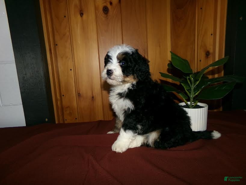 Mini Bernedoodle dogs Anson - Ad 2
