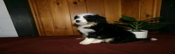 Mini Bernedoodle dogs for sale: Anson - Ad 2