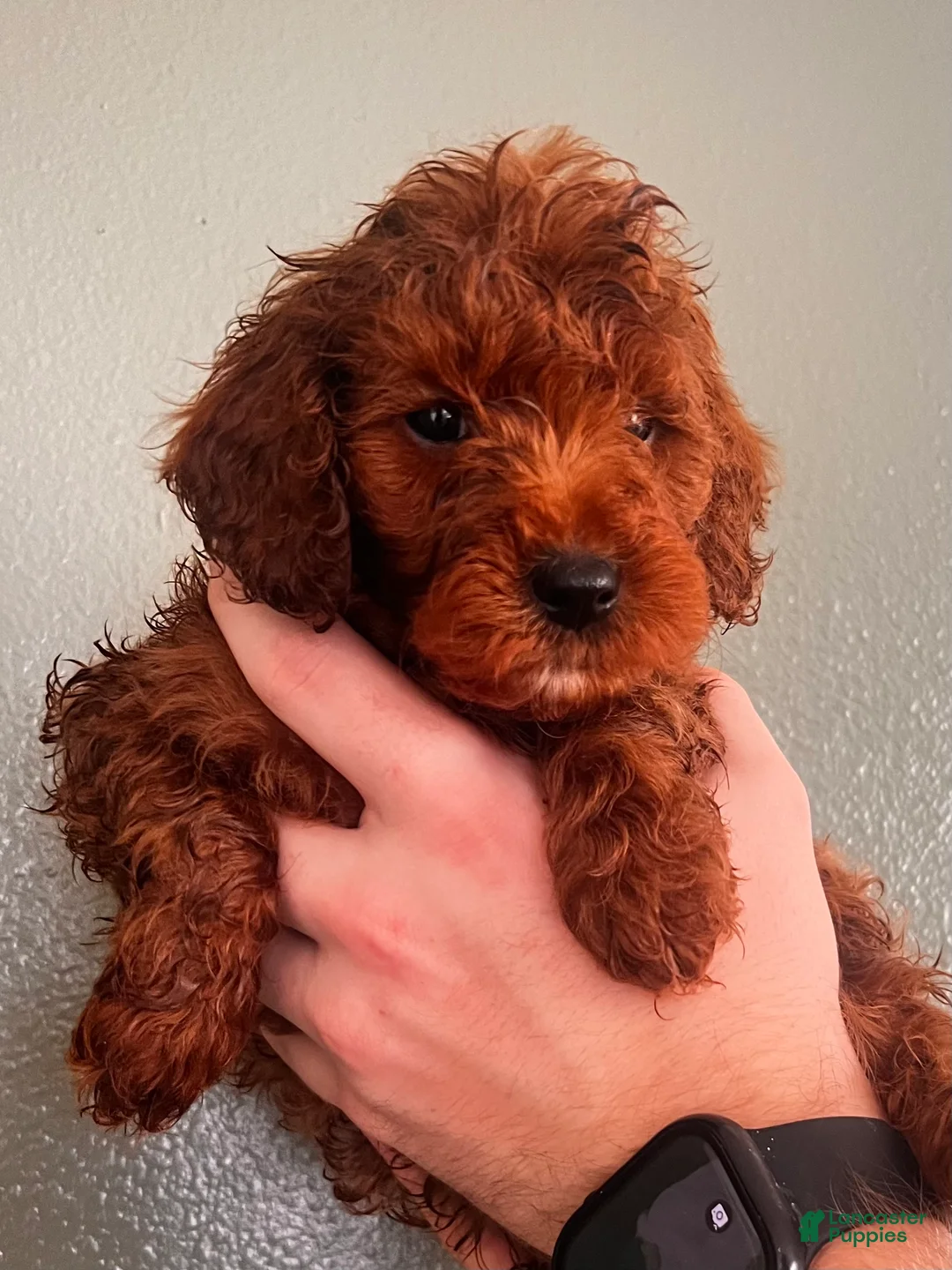 Mini Goldendoodle dogs for sale: Mini Goldendoodle Red boy - Ad 1