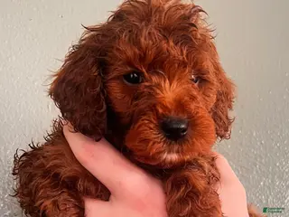 Mini Goldendoodle dogs Mini Goldendoodle Red boy - Ad 10