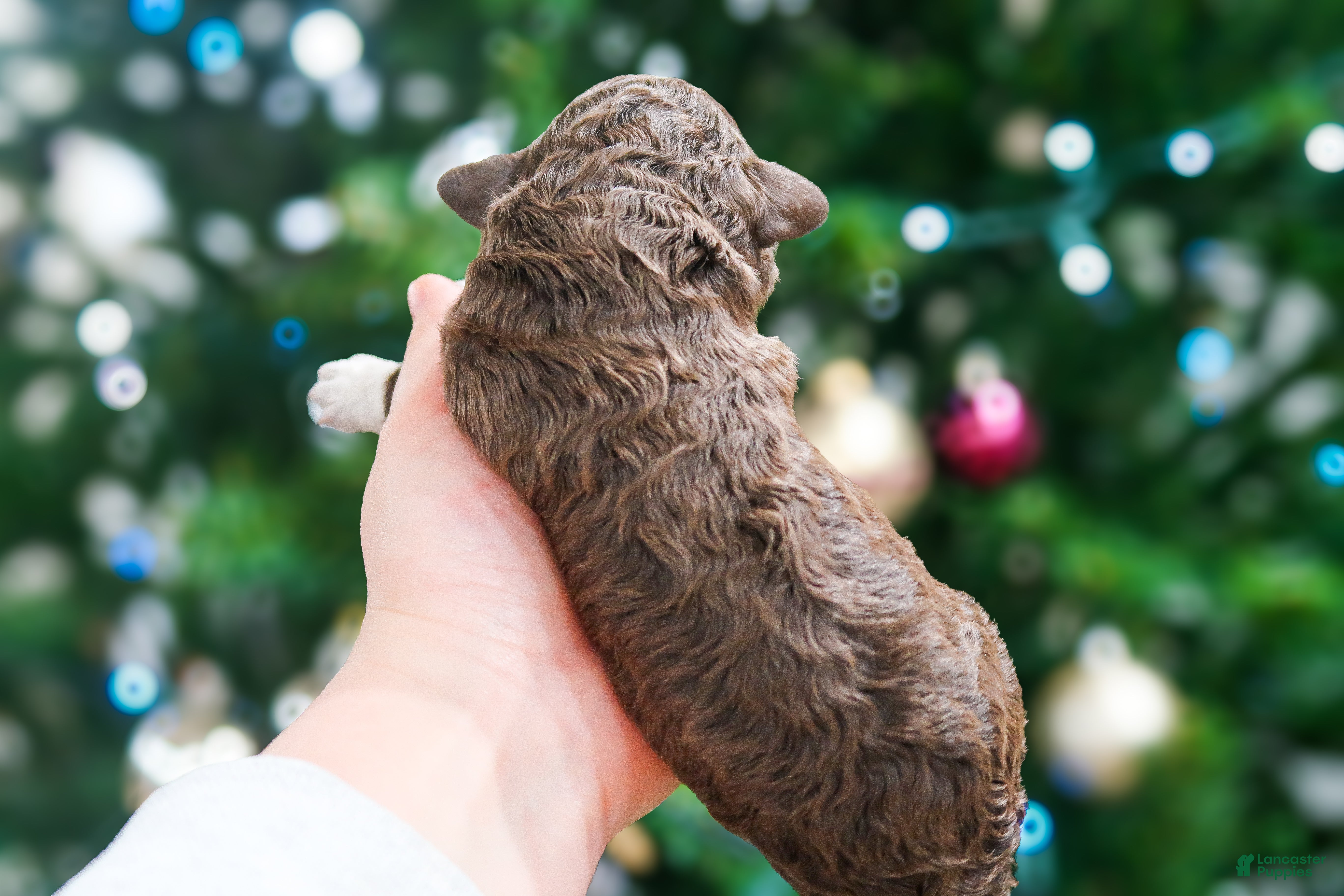 Lagotto Romagnolo dogs female 1 - Ad 8