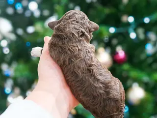 Lagotto Romagnolo dogs female 1 - Ad 2