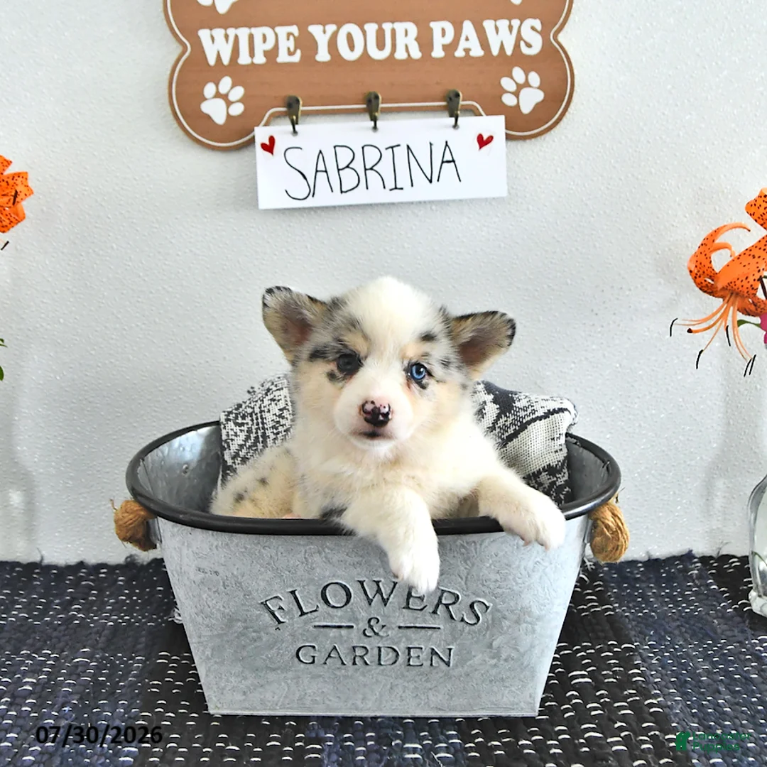 Mixed Breed dogs for sale: Sabrina - Ad 1