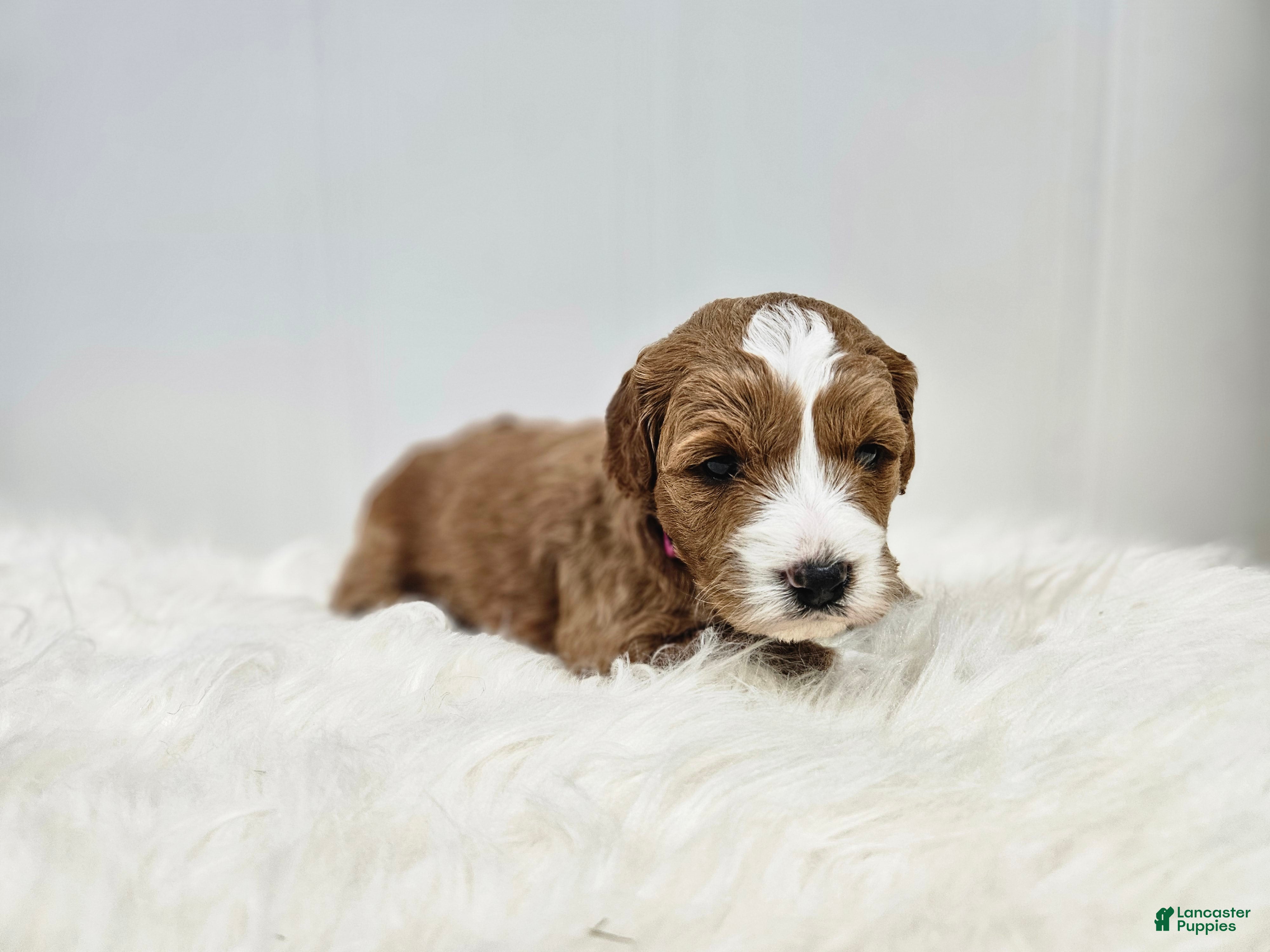 Mini Goldendoodle dogs Emma - Ad 2