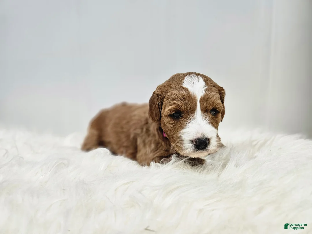 Mini Goldendoodle dogs for sale: Emma - Ad 2