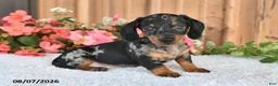 Miniature Dachshund dogs for sale: Smokey - Ad 1