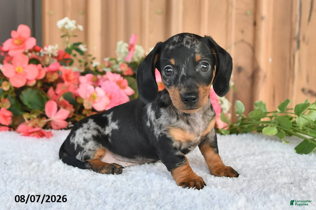 Miniature Dachshund dogs for sale: Smokey - Ad 1