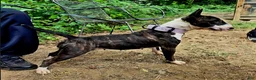 Miniature Bull Terrier dogs for sale: Miniature Bull Terrier 1 - Ad 10