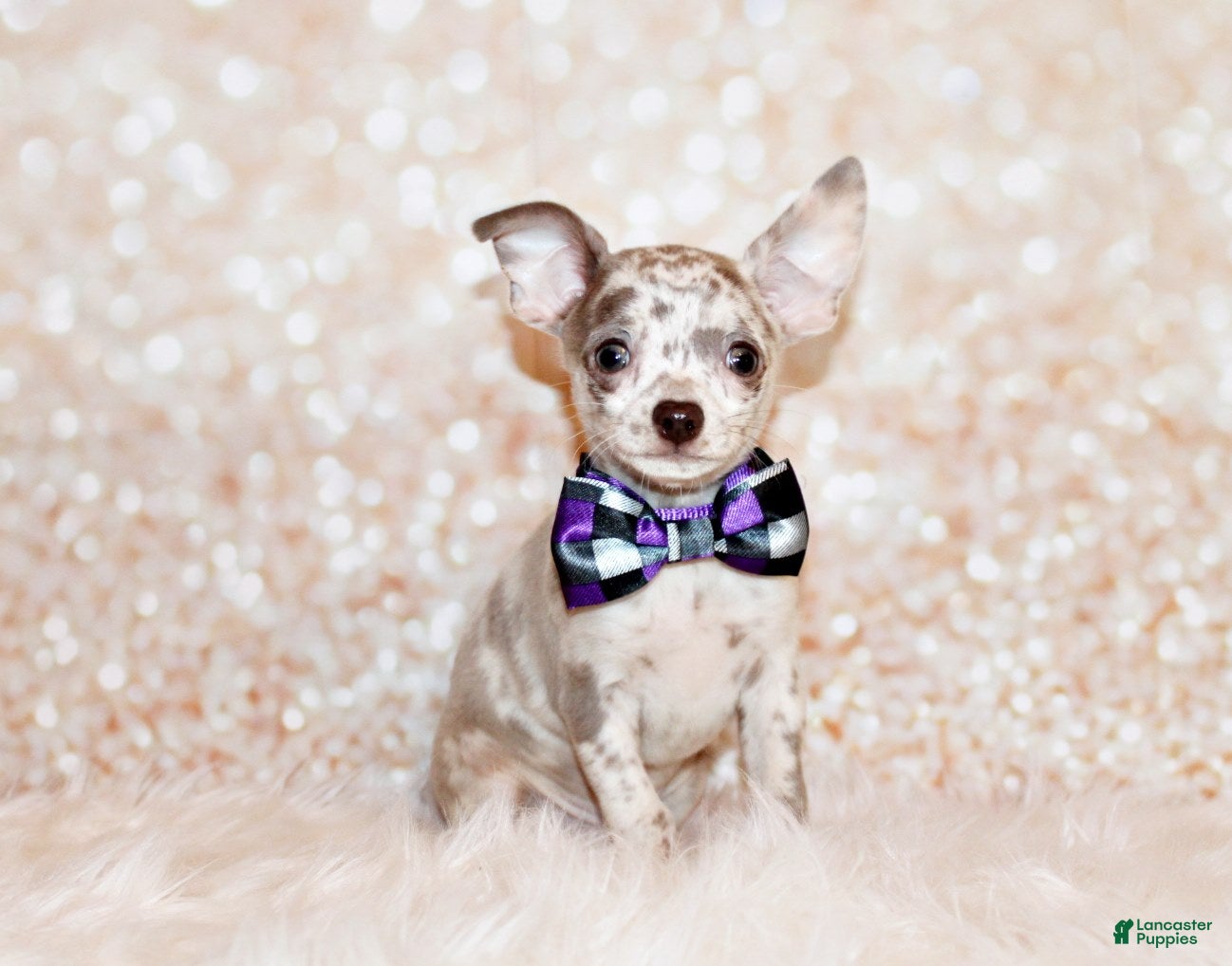 Chihuahua dogs Hector - Ad 16