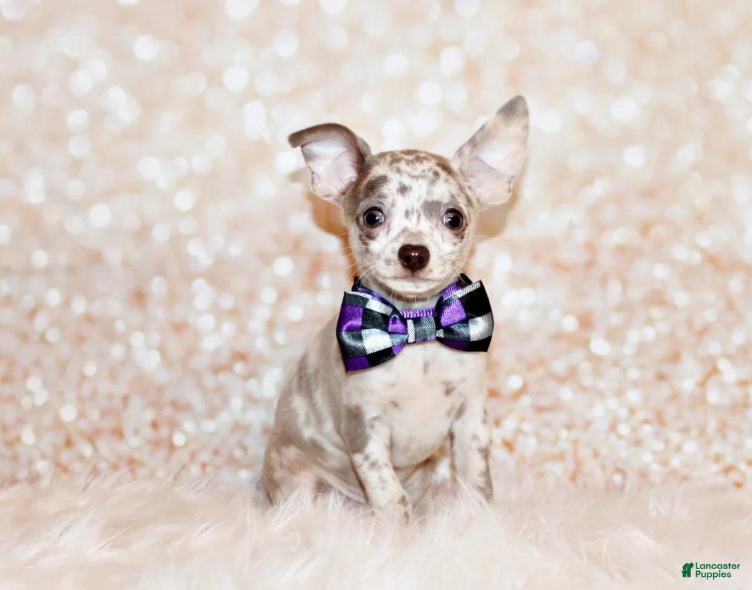 Chihuahua dogs for sale: Hector - Ad 1