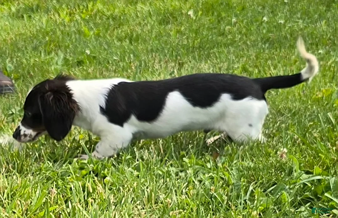 Miniature Dachshund dogs for sale: Tri - Ad 3