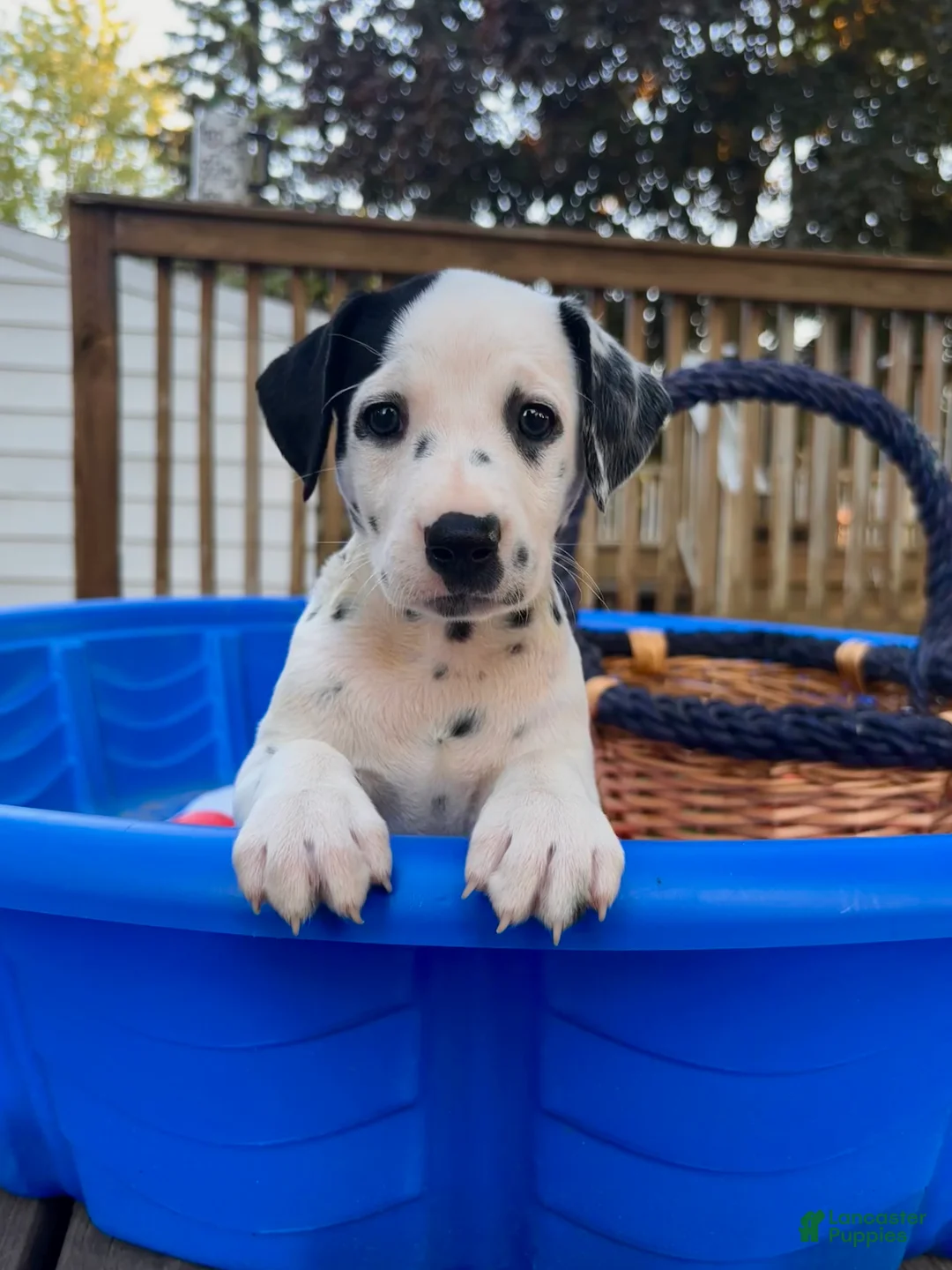 Dalmatian dogs for sale: Dalmatian 5 - Ad 1