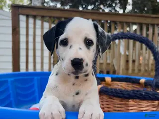 Dalmatian dogs Dalmatian 5 - Ad 1