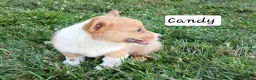 Welsh Corgi Pembroke dogs for sale: Candy - Ad 4