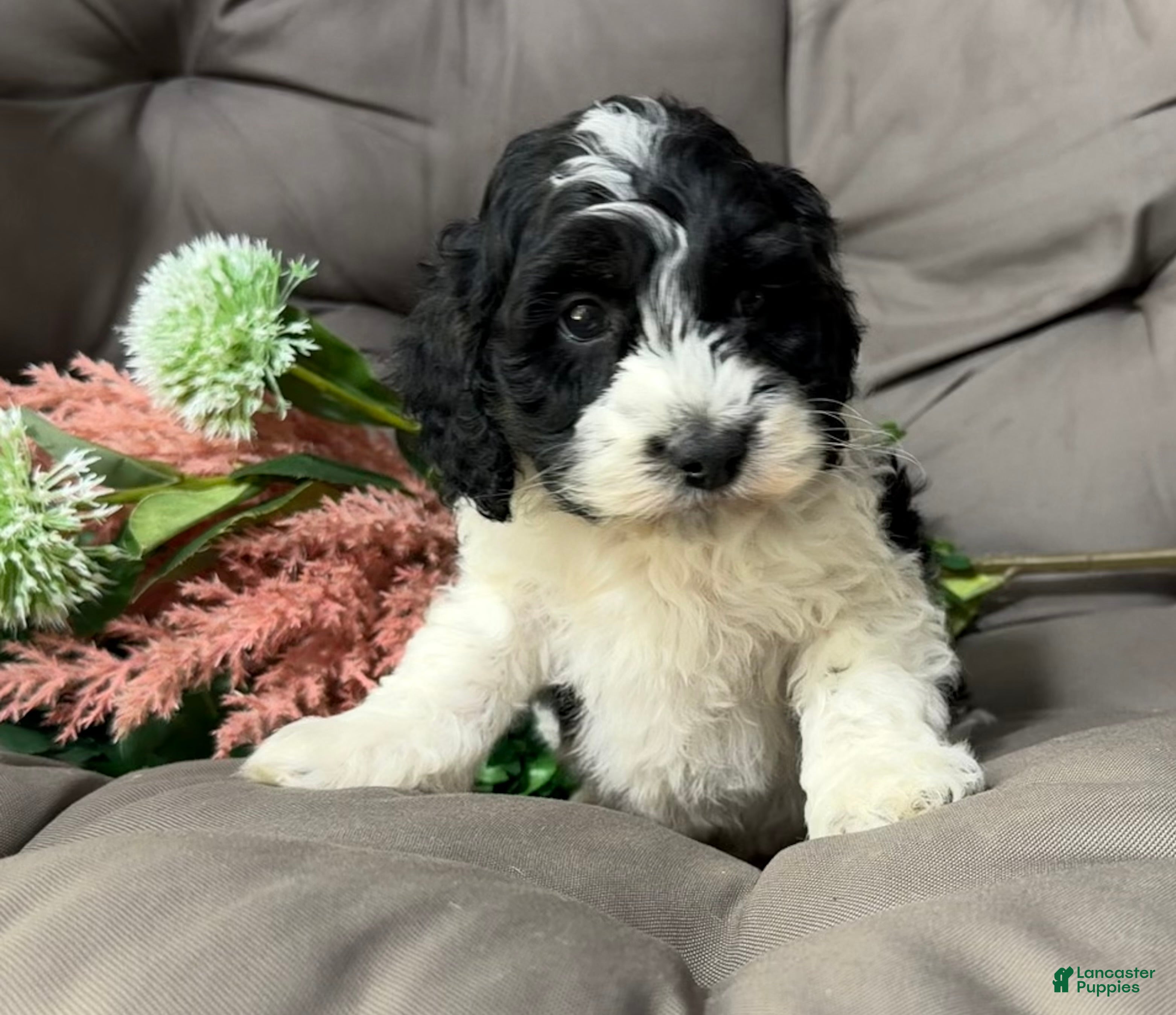 Cockapoo dogs Barney - Ad 2