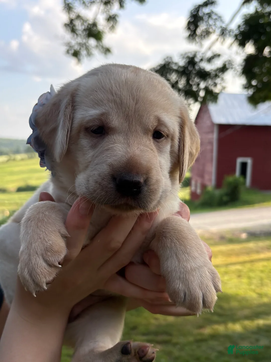Labrador Retriever dogs for sale: Lilly - Ad 1