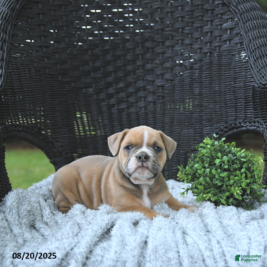 Olde English Bulldogge dogs for sale: Kaya - Ad 7