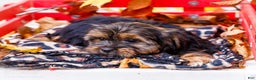 Shorkie dogs for sale: Lance - Ad 4