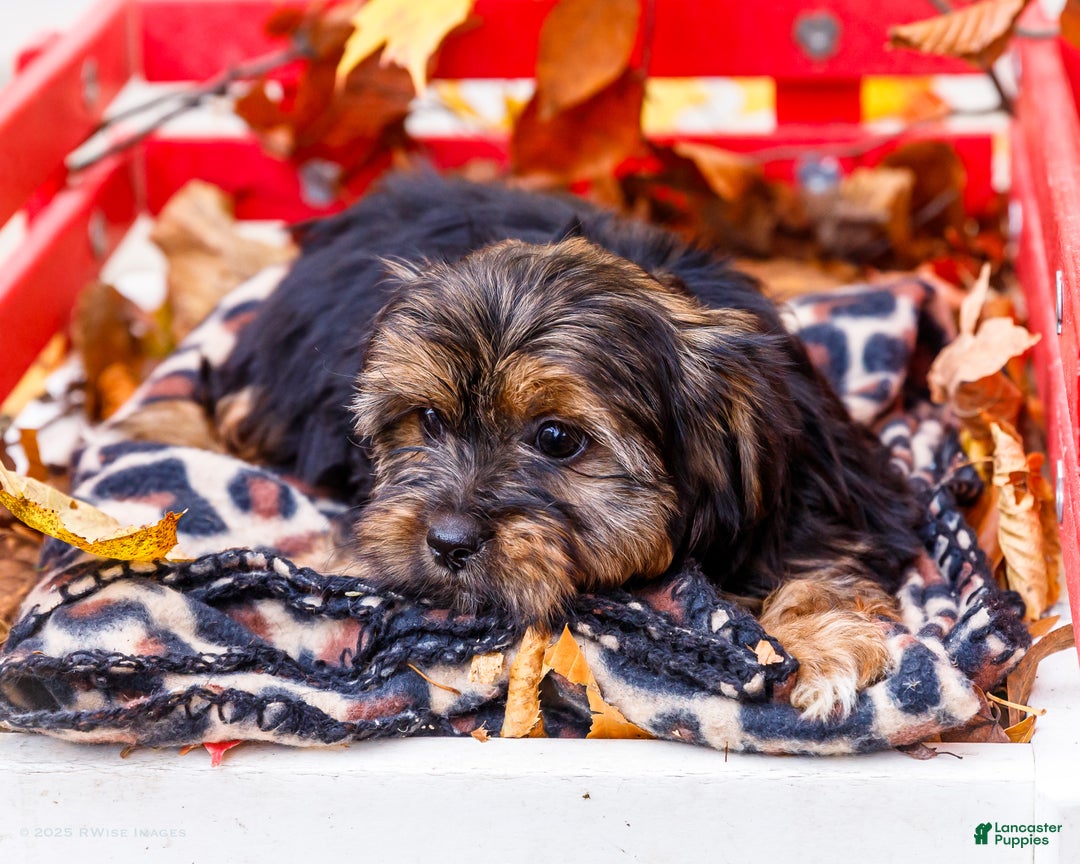 Shorkie dogs for sale: Lance - Ad 4