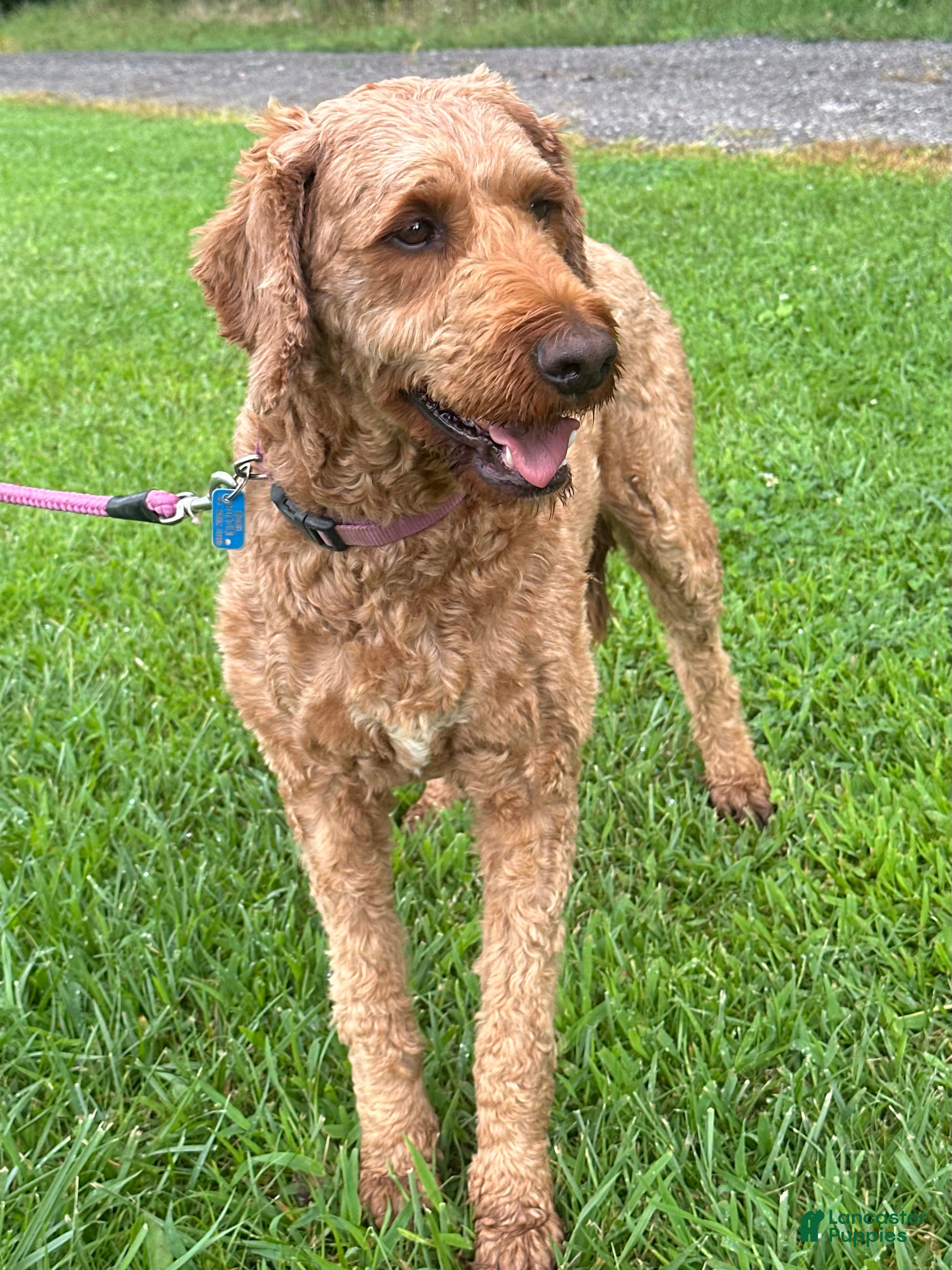 Irish Doodle dogs Maggie - Ad 2