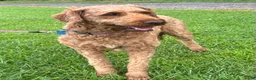 Irish Doodle dogs for sale: Maggie - Ad 2