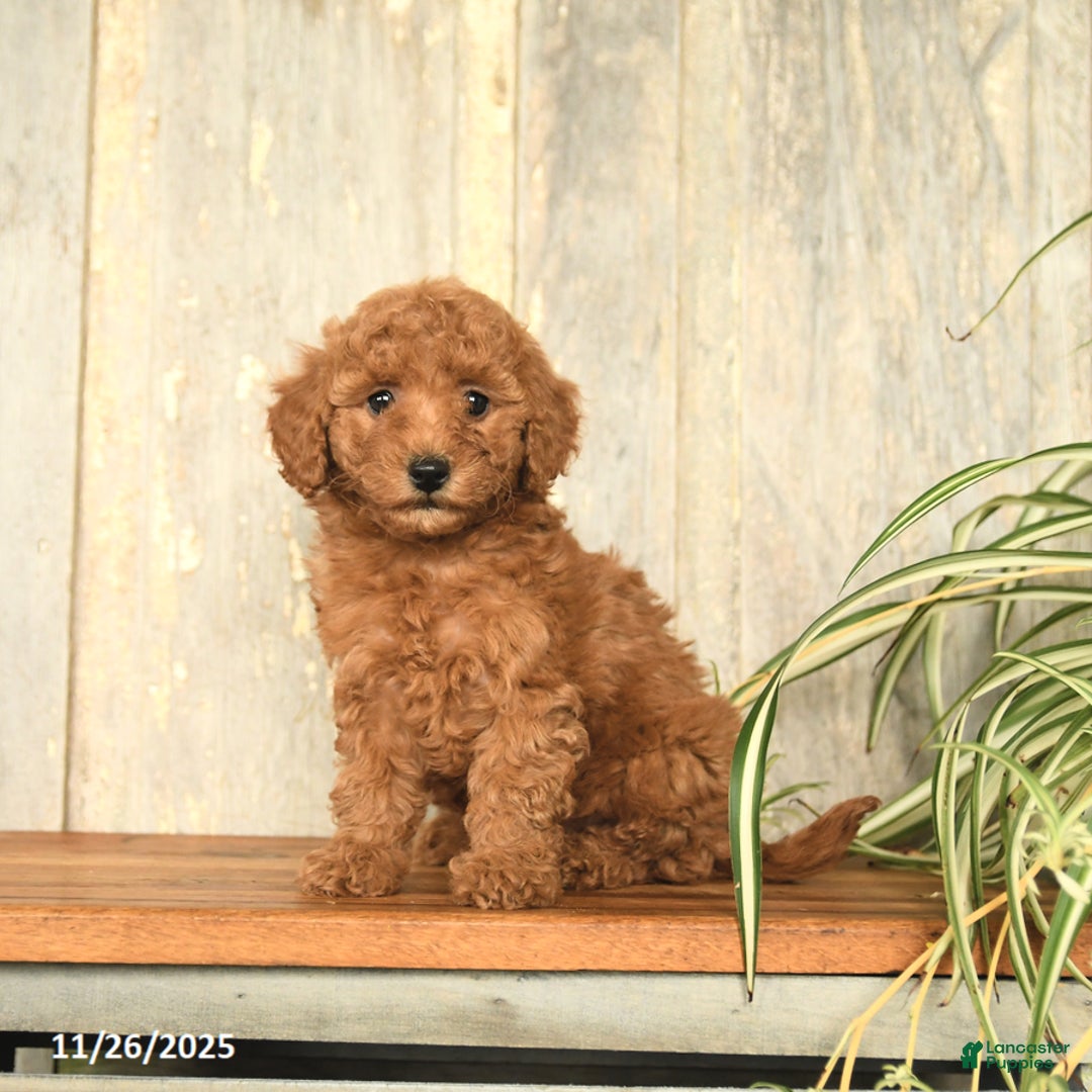 Maltipoo dogs for sale: Lilac - Ad 1