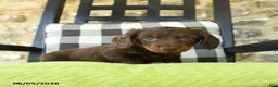 Dachshund dogs for sale: Troy - Ad 5