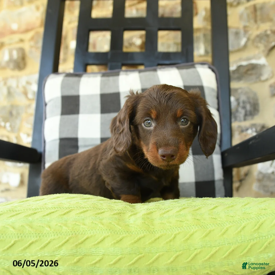 Dachshund dogs for sale: Troy - Ad 5