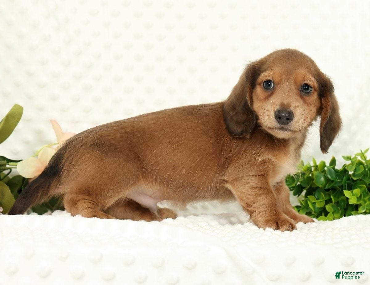 Miniature Dachshund dogs for sale: Scott - Ad 8