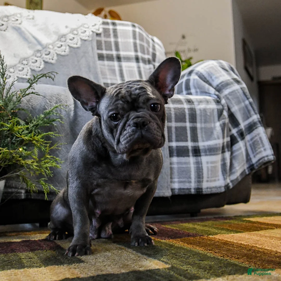 French Bulldog dogs for sale: Willow - Ad 6