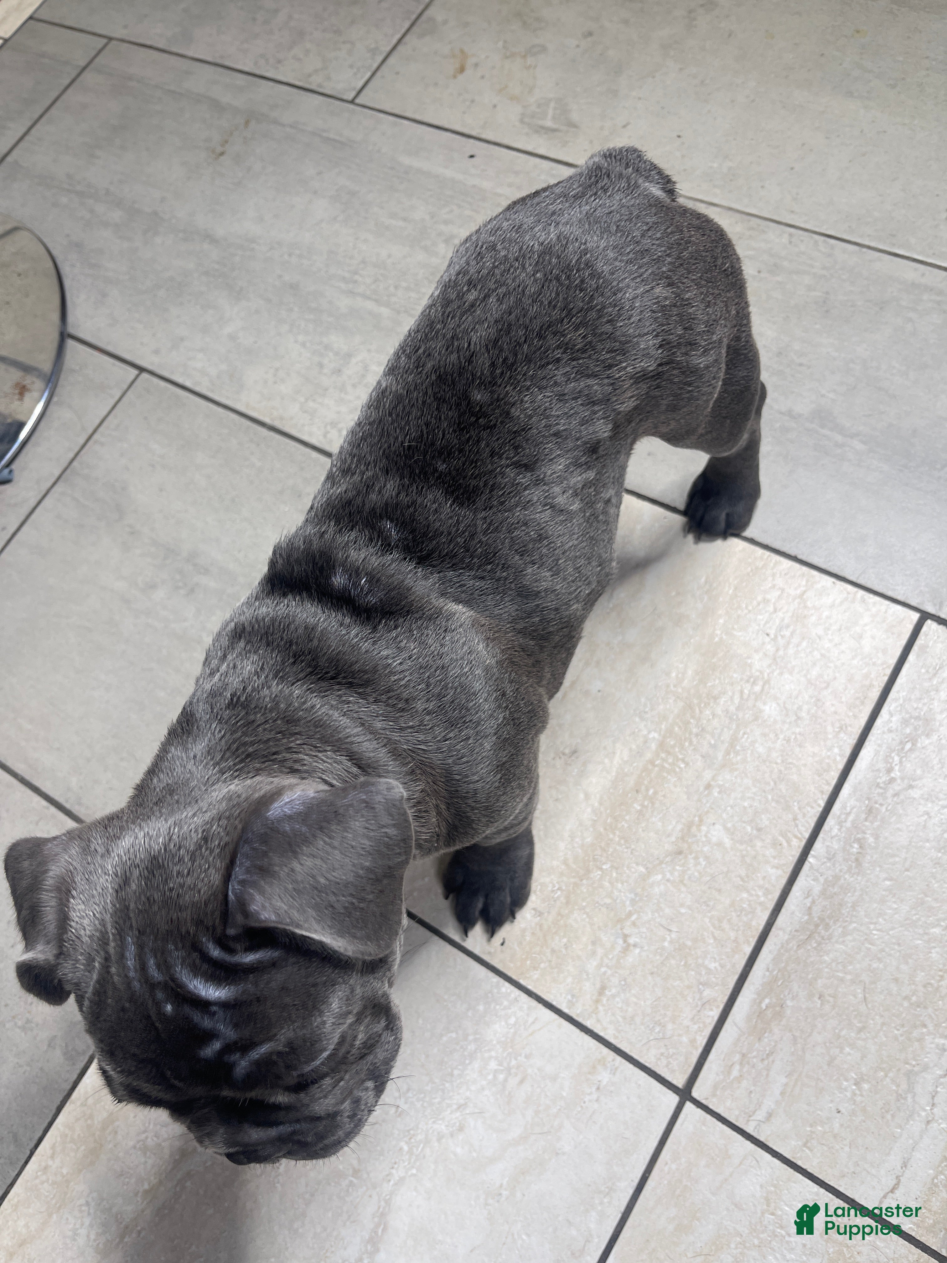 French Bulldog dogs Lulu - Ad 2