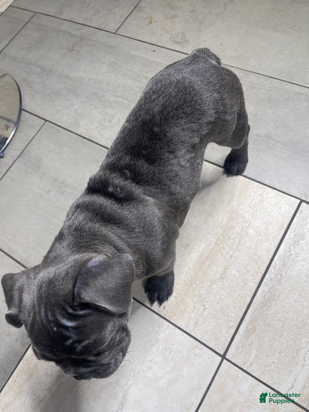 French Bulldog dogs for sale: Lulu - Ad 2