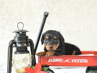 Miniature Dachshund dogs Milo - Ad 39