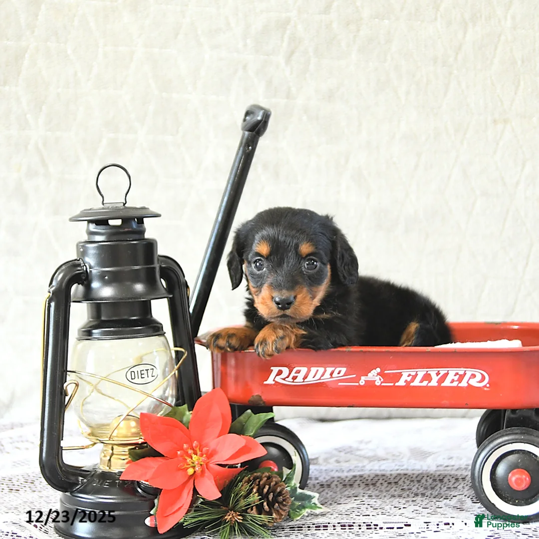 Miniature Dachshund dogs for sale: Milo - Ad 11