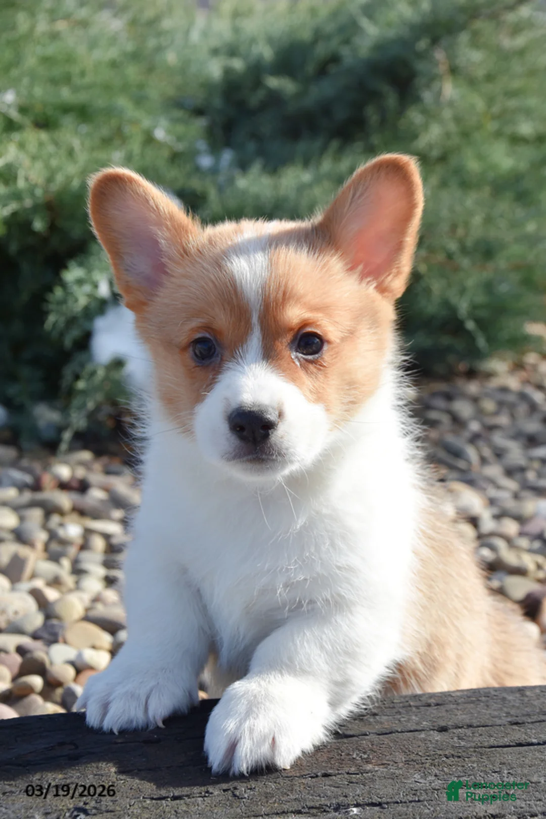 Welsh Corgi Pembroke dogs for sale: Ethan - Ad 1